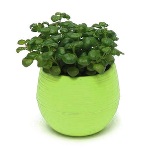 Eco-friendly Colourful Mini Round Plastic Planter