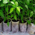 Biodegradable Non-woven Nursery Bags Eco-Friendly